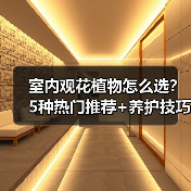 室内观花植物怎么选？5种热门推荐+养护技